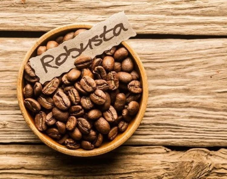 Cà phê Robusta – lựa chọn quen thuộc của người Việt